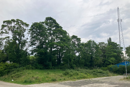 Bomen bij EDO veld 2